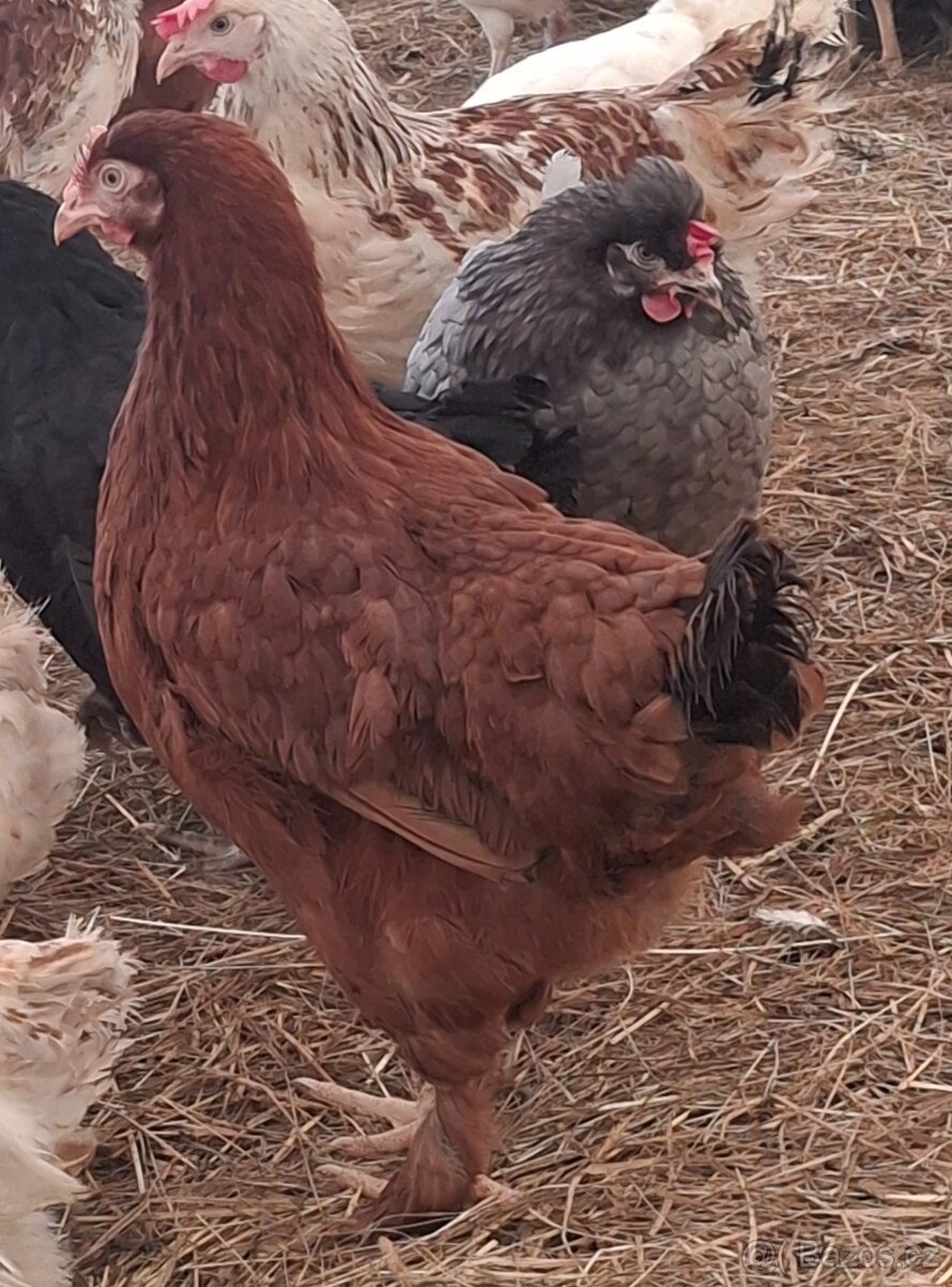 Kurice, slepice, nosnice - 3