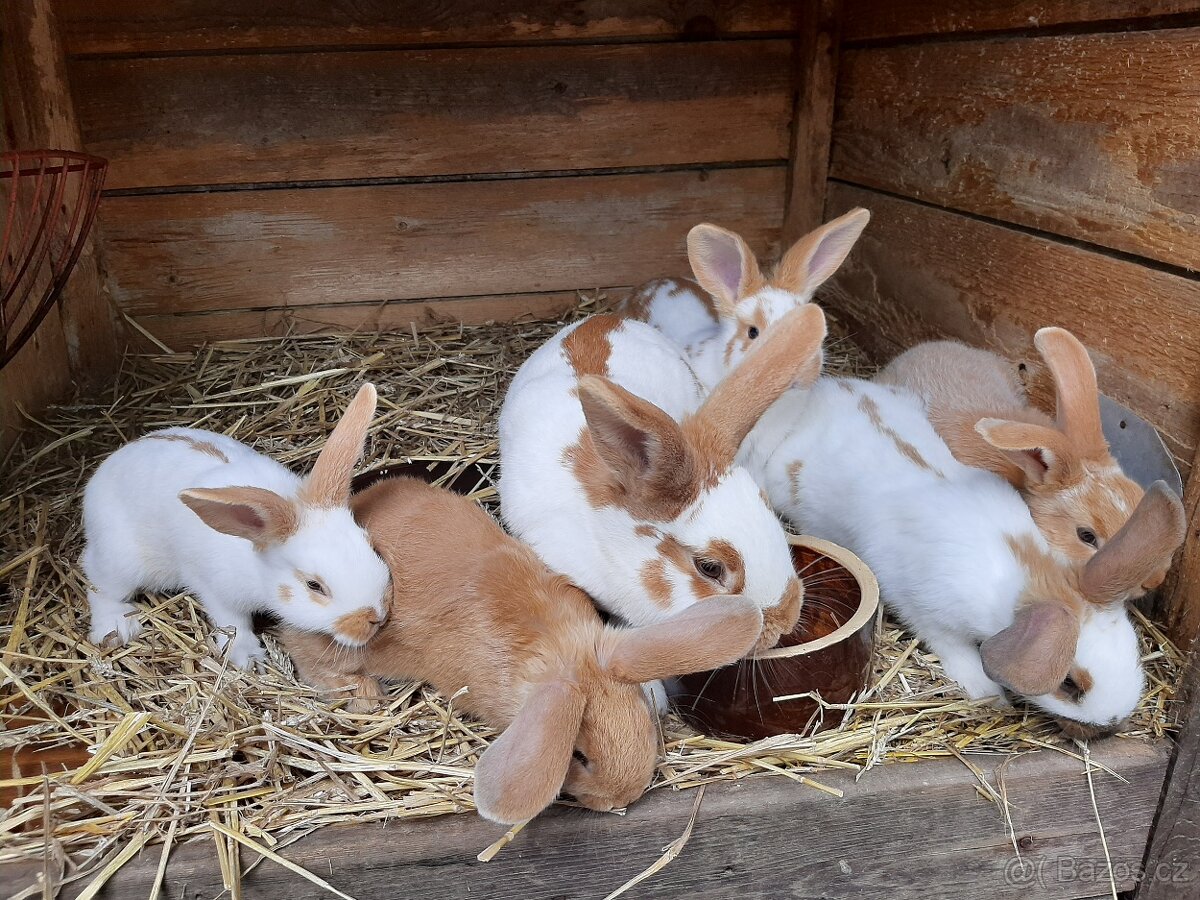 Prodám králíky Český strakáč. - 3