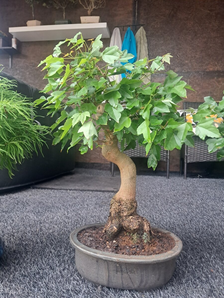 Bonsaj, bonsai - 3
