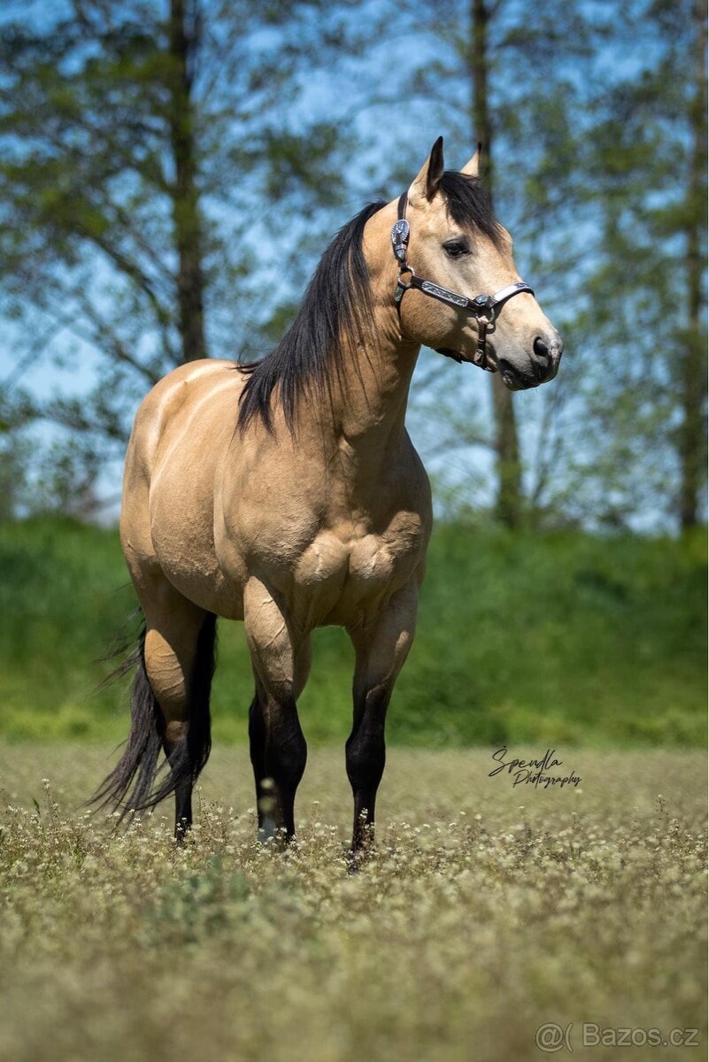 Připouštění QH hřebcem 7 panel N/N - 3
