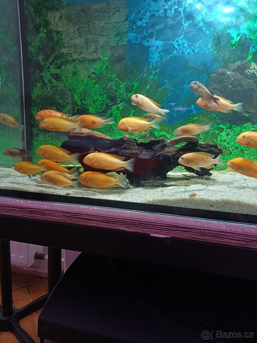 Tropheus bishop - 3