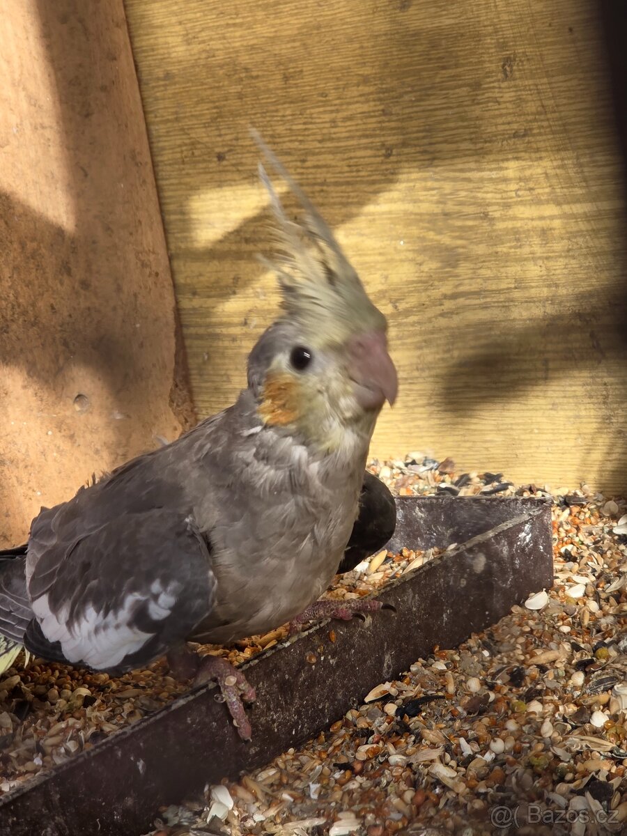 Korela chocholatá - 3