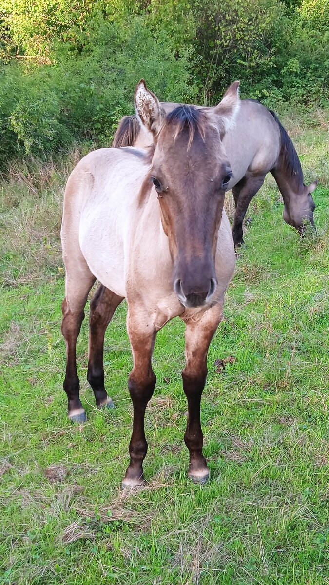 QH hřebeček grullo, homozygotní dun - 3