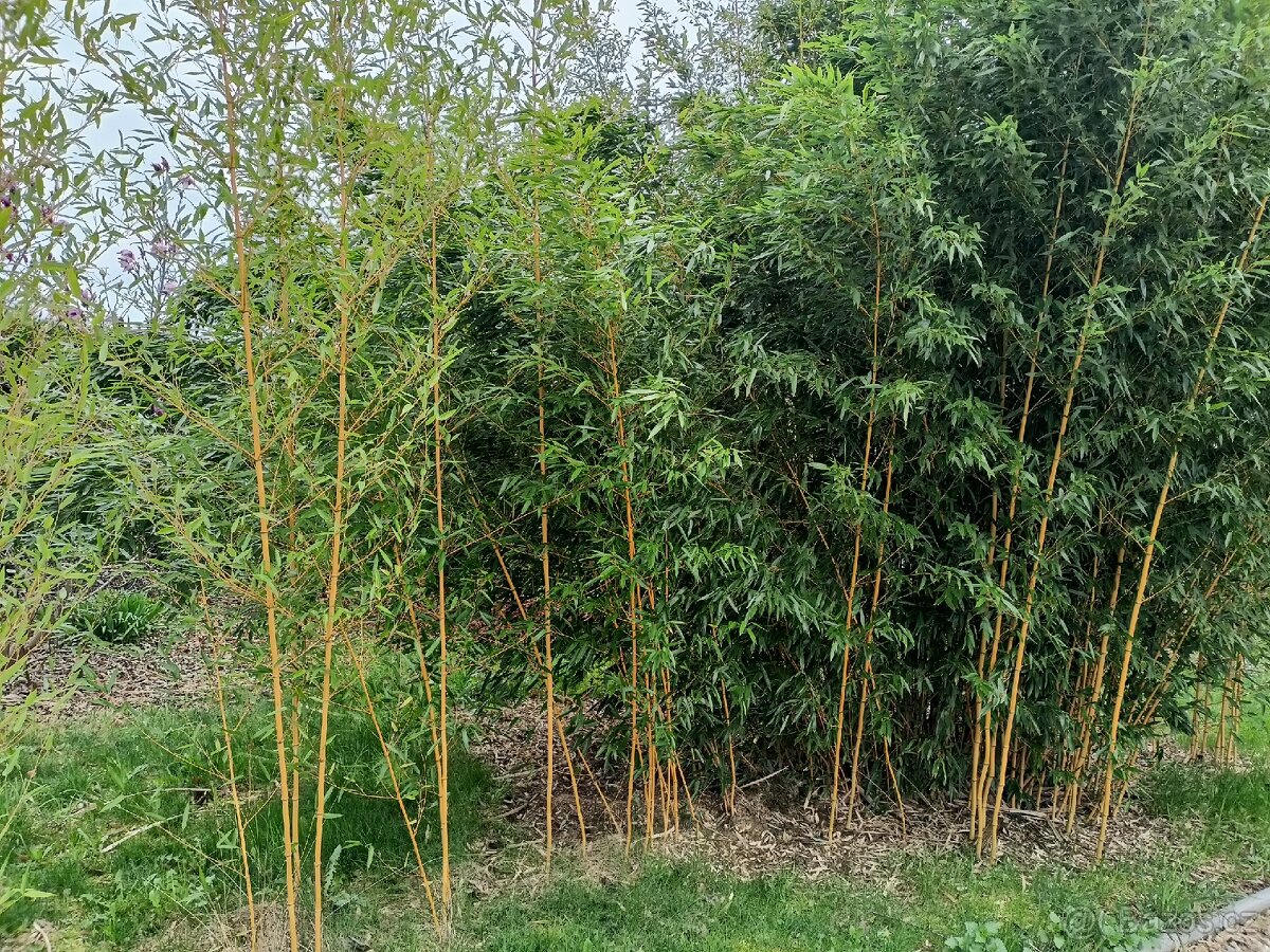 Mrazuvzdorný bambus - 3