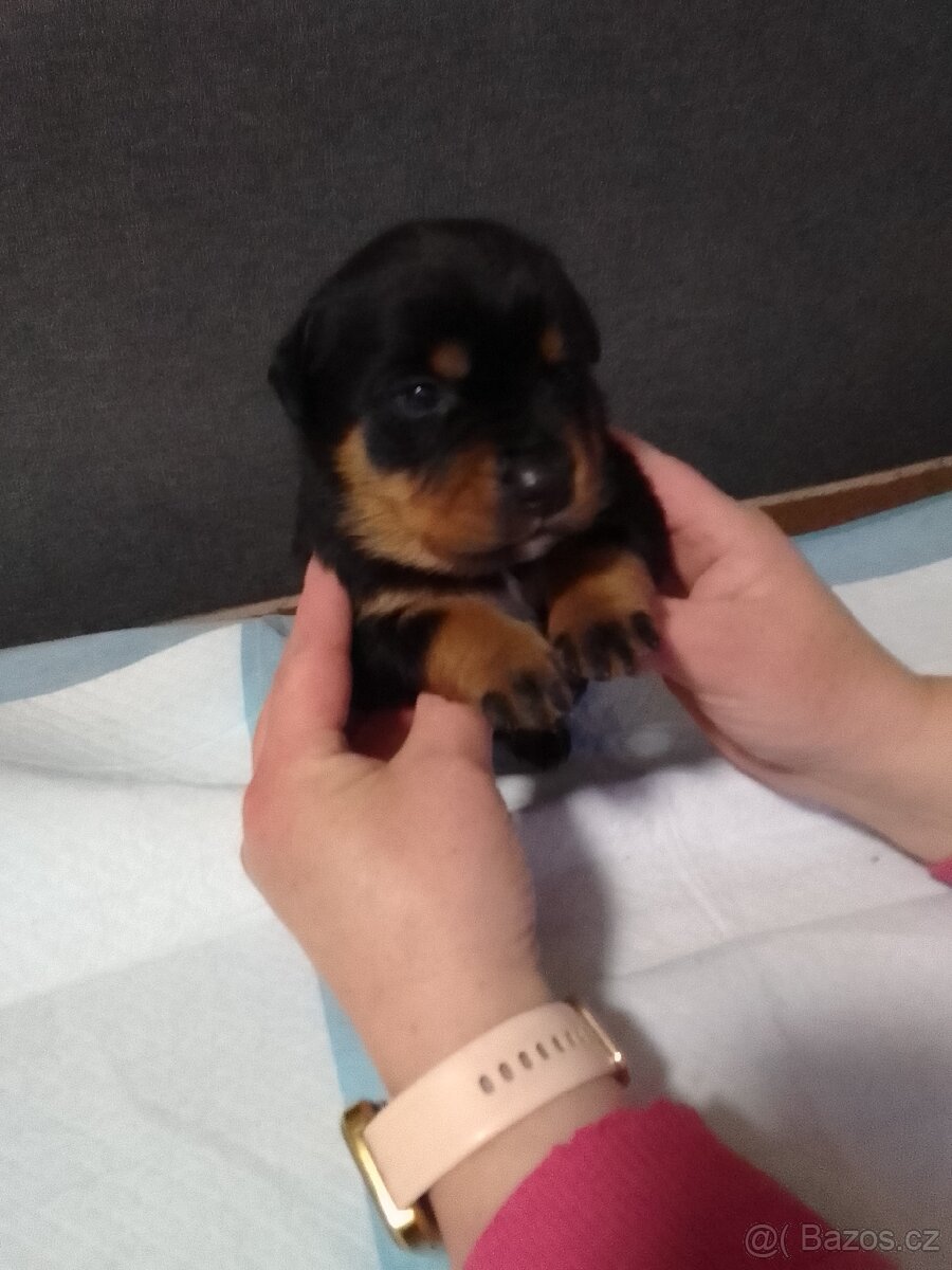 Štěňata - 3