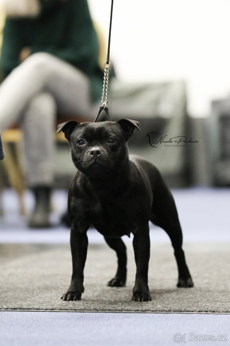 Stafordšírský bulteriér - 3