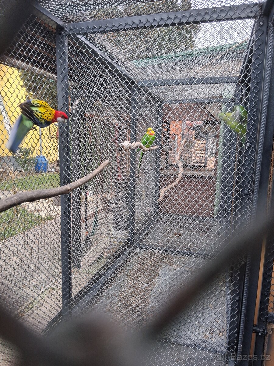 3 léta samička golmantel - 3