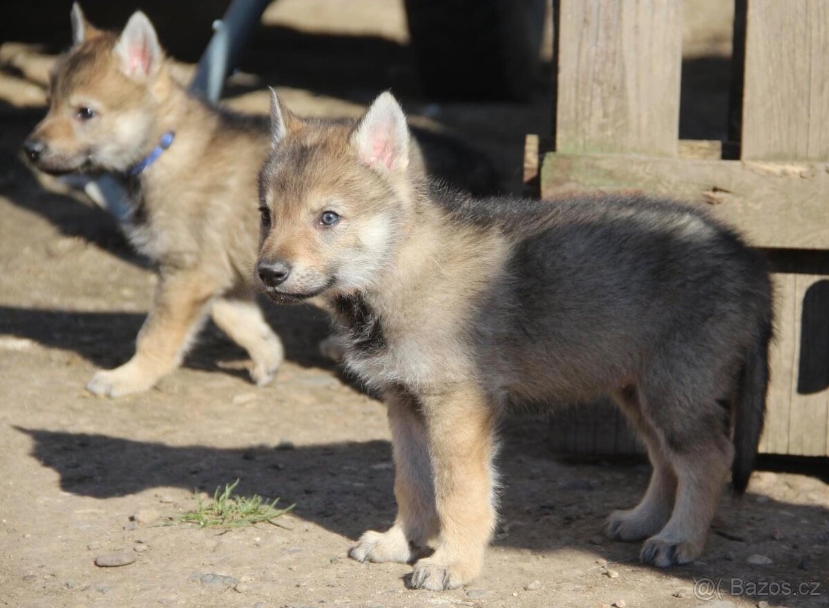 Československý vlčák s PP - 3
