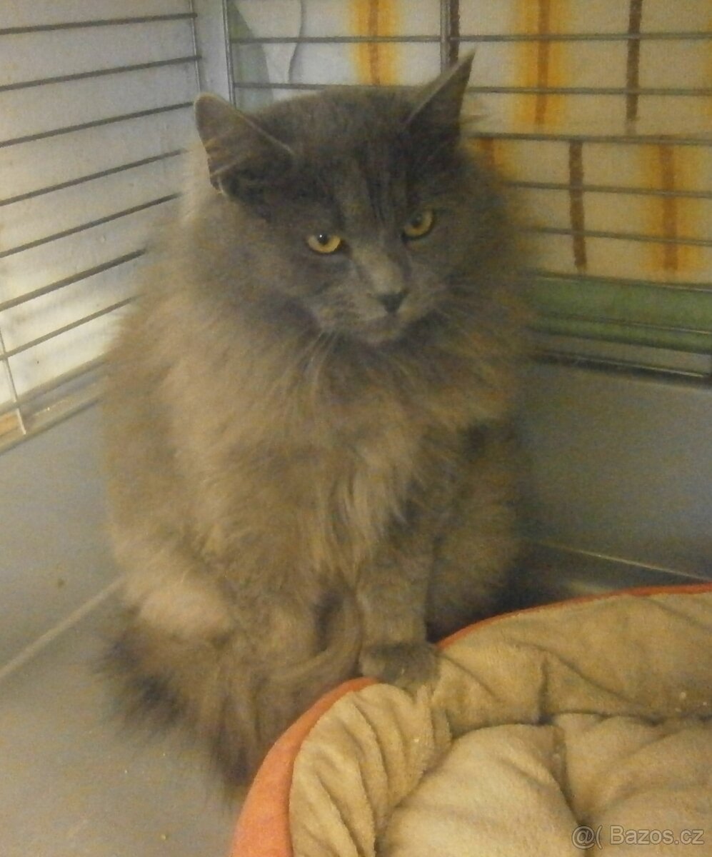 Hodný, klidnější, šedý dlouhosrstý 8měsíční Alex - 3