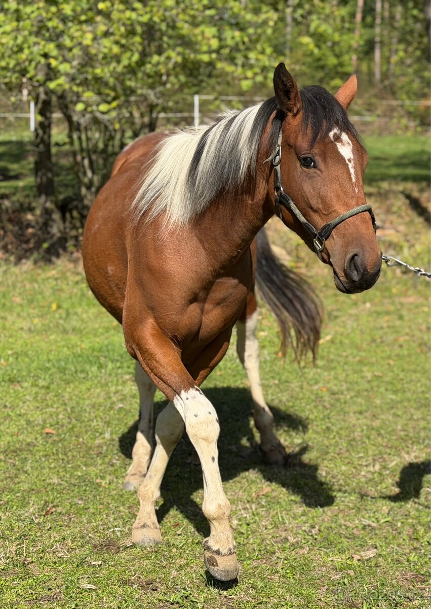 Klisna APH 2,5 roku - 3