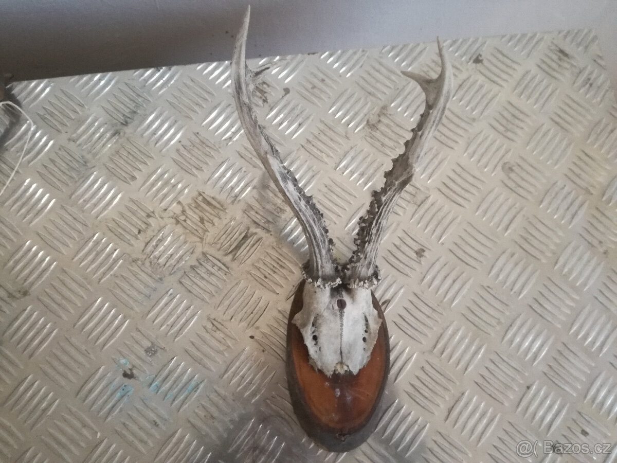 Paroží 3 - rohy, parohy - 3