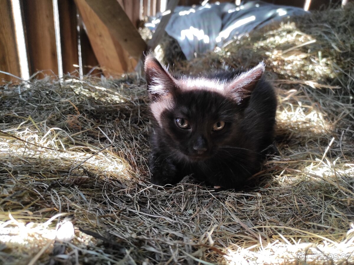 Darujeme koťátka - 3