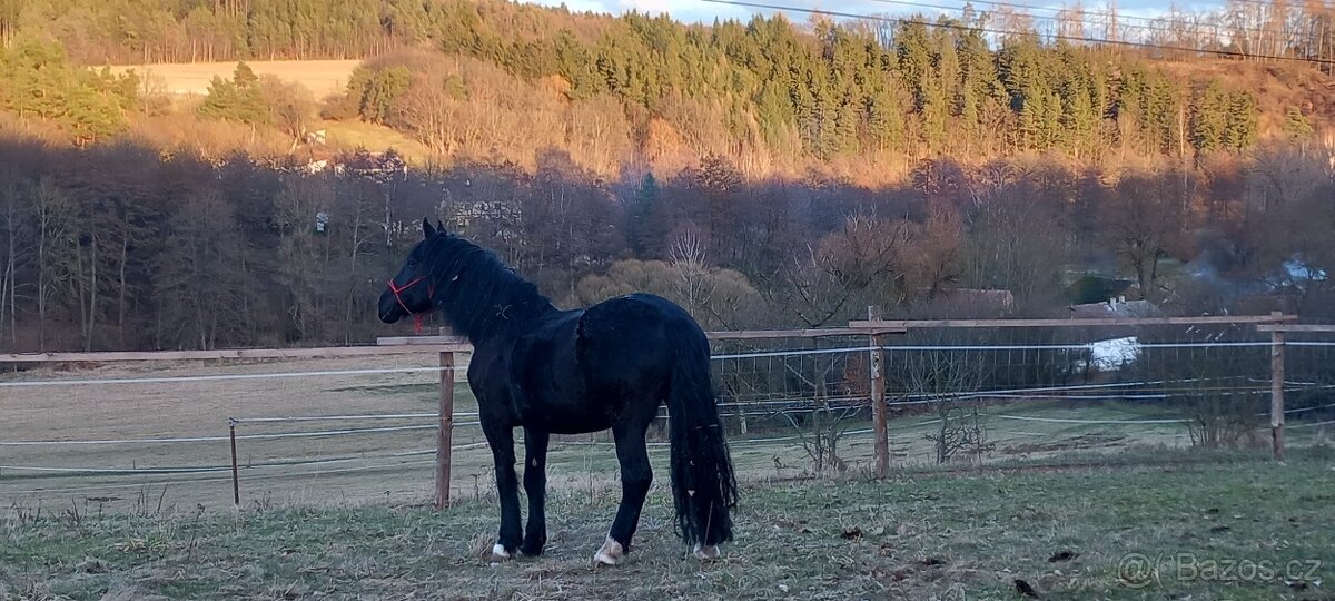 Prodám klisnu - Norik - 3