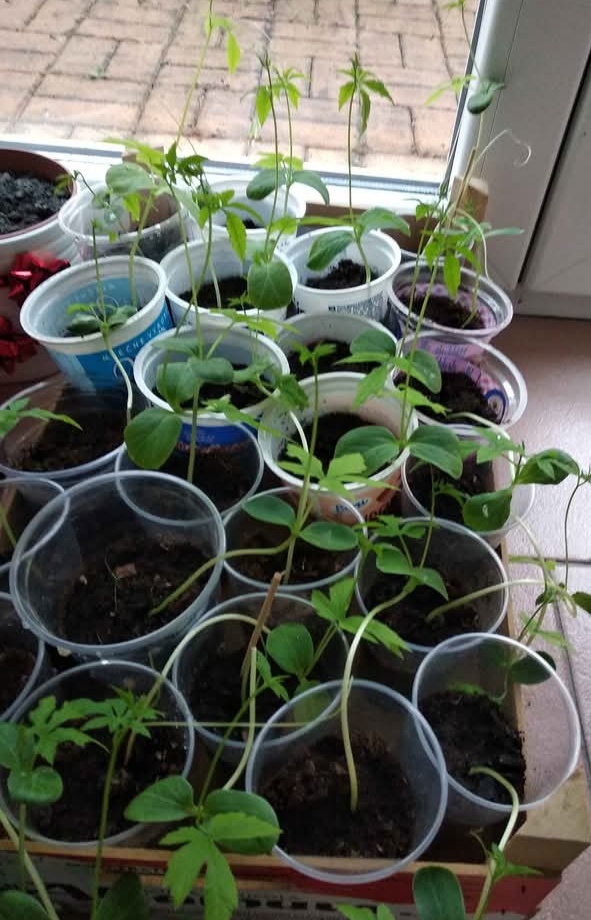 Semena ačokči - ačokča paprikookurka - 3