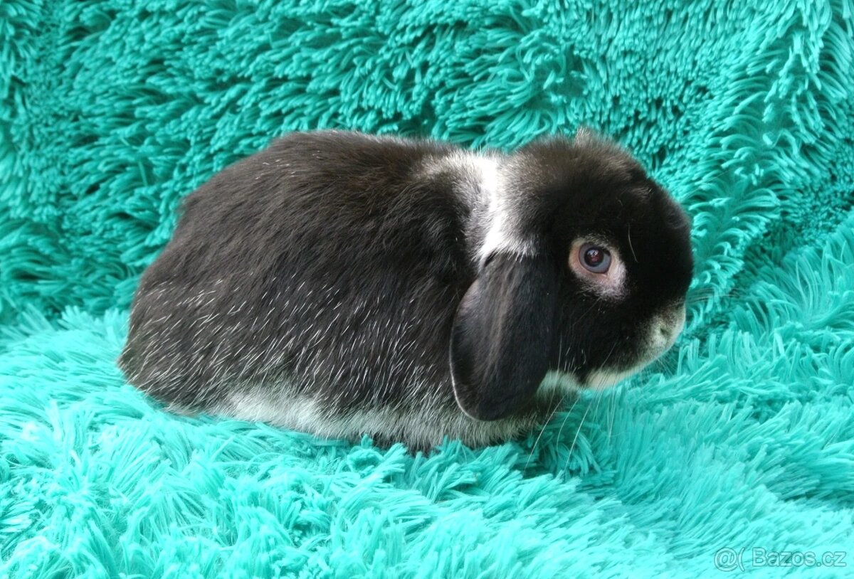 minilop - sameček - 3