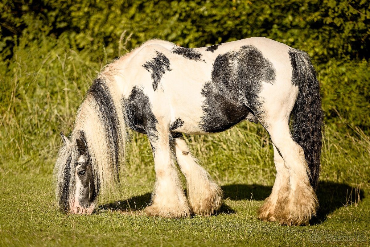 Irský cob připouštění - 3