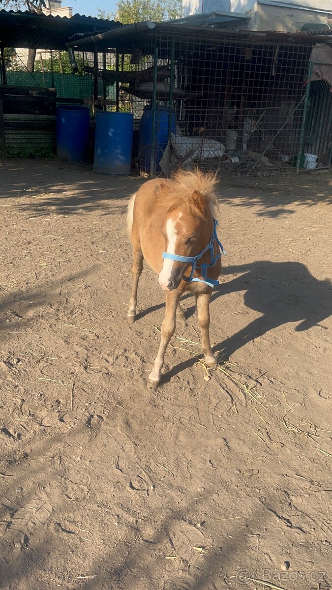 Kobylka s hříbětem - 3