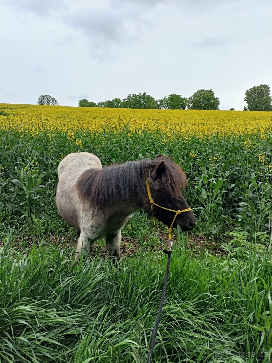 Prodám Shetlandskeho poníka s pp - 3