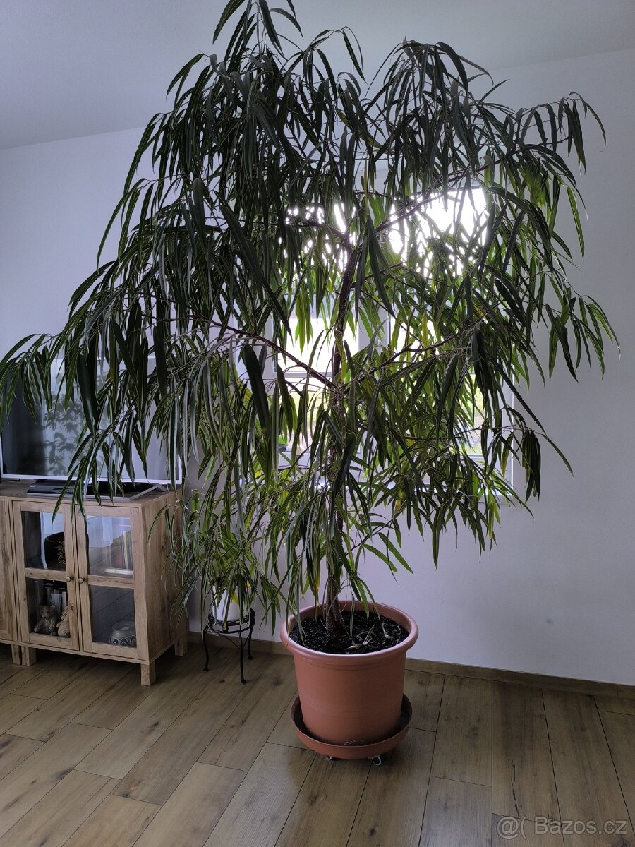 Fíkus úzkolistý - 3