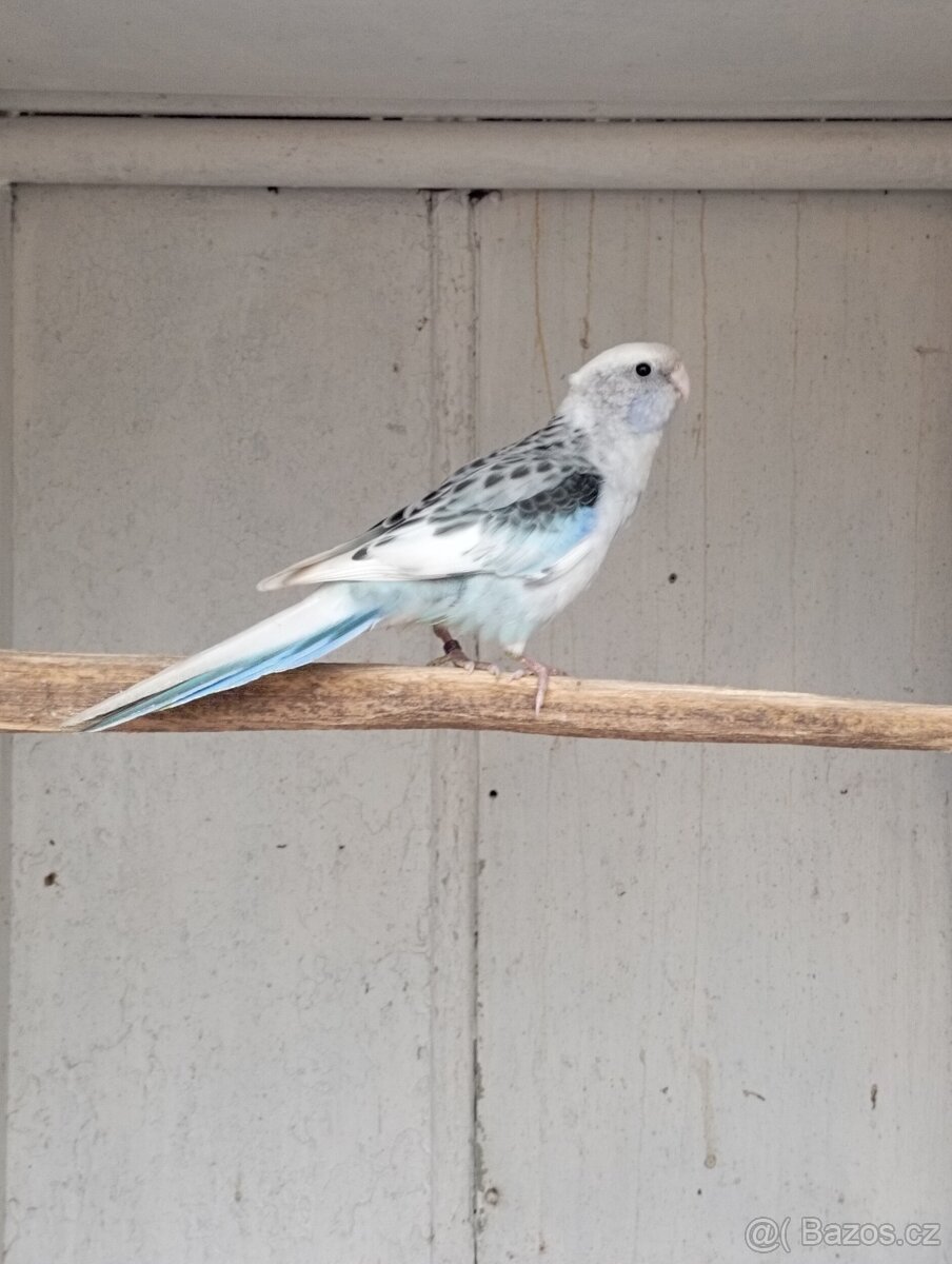 Rosela pestrá černá, modrá zlatá - 3