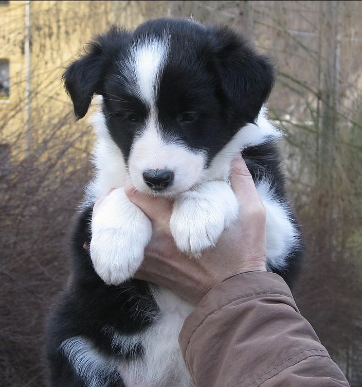 Štěňata border kolie s PP - již k odběru - 3