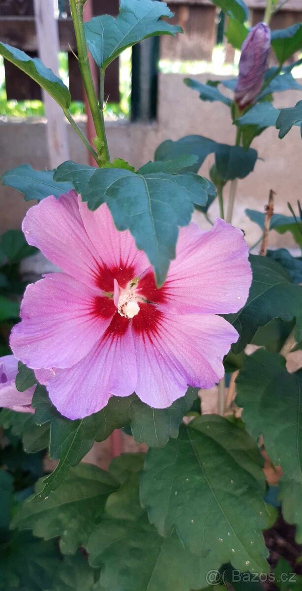 Ibišek venkovní - 3