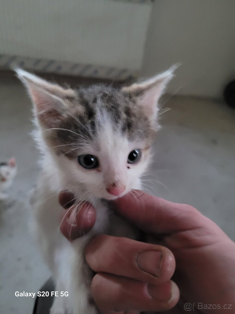 Koťata - 3