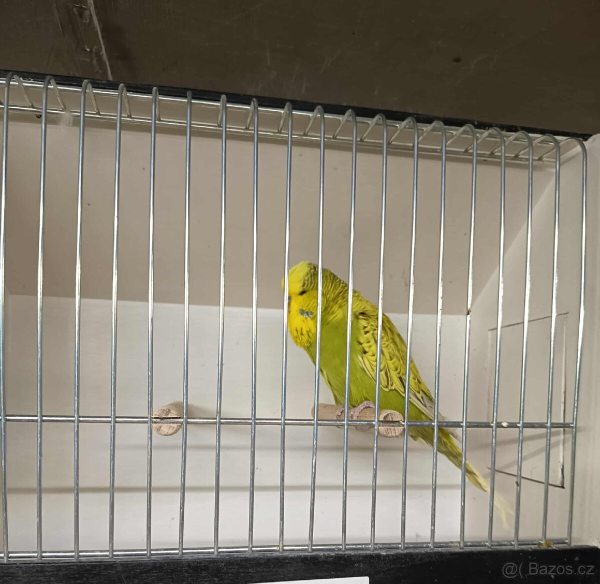 Andulky výstavní - samci - 3