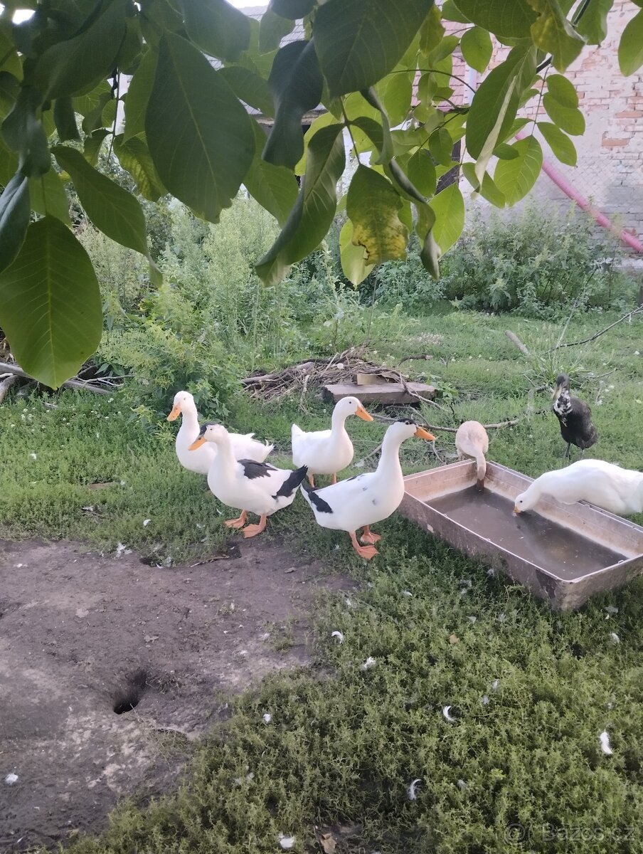 Kachny, kachny a kachny - 3