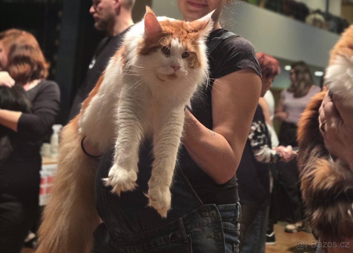 Mainská mývalí krytí - kocour s PP - 3