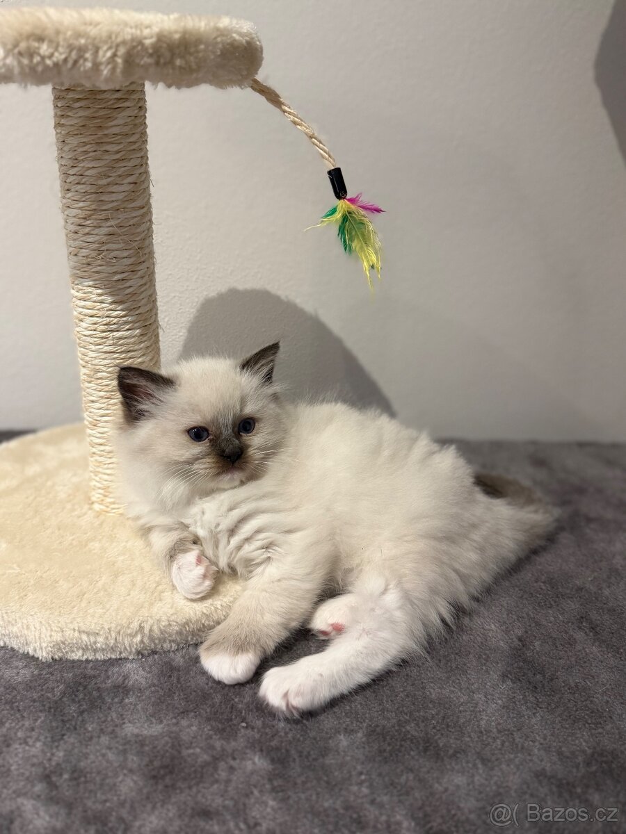 Ragdoll koťátka - 3