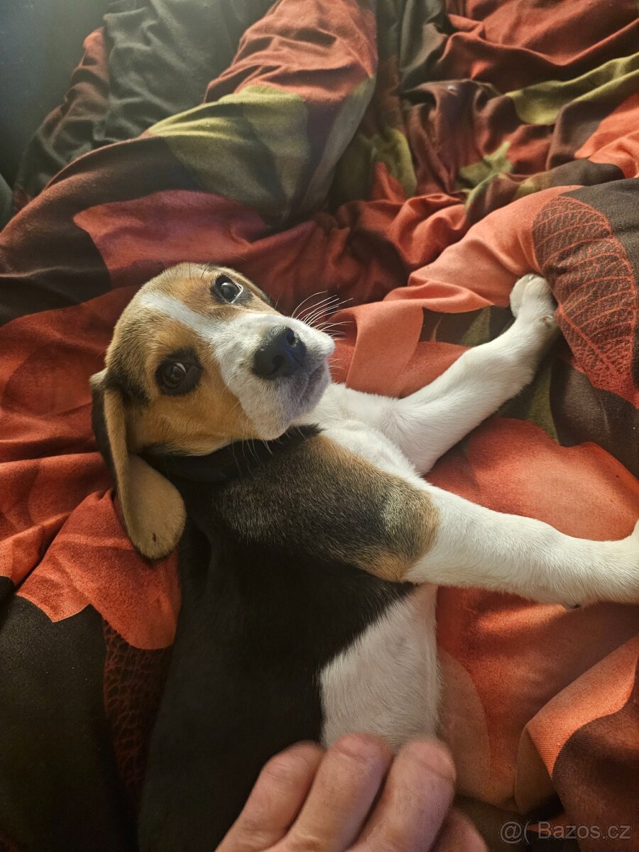 Štěně Bígl - 3