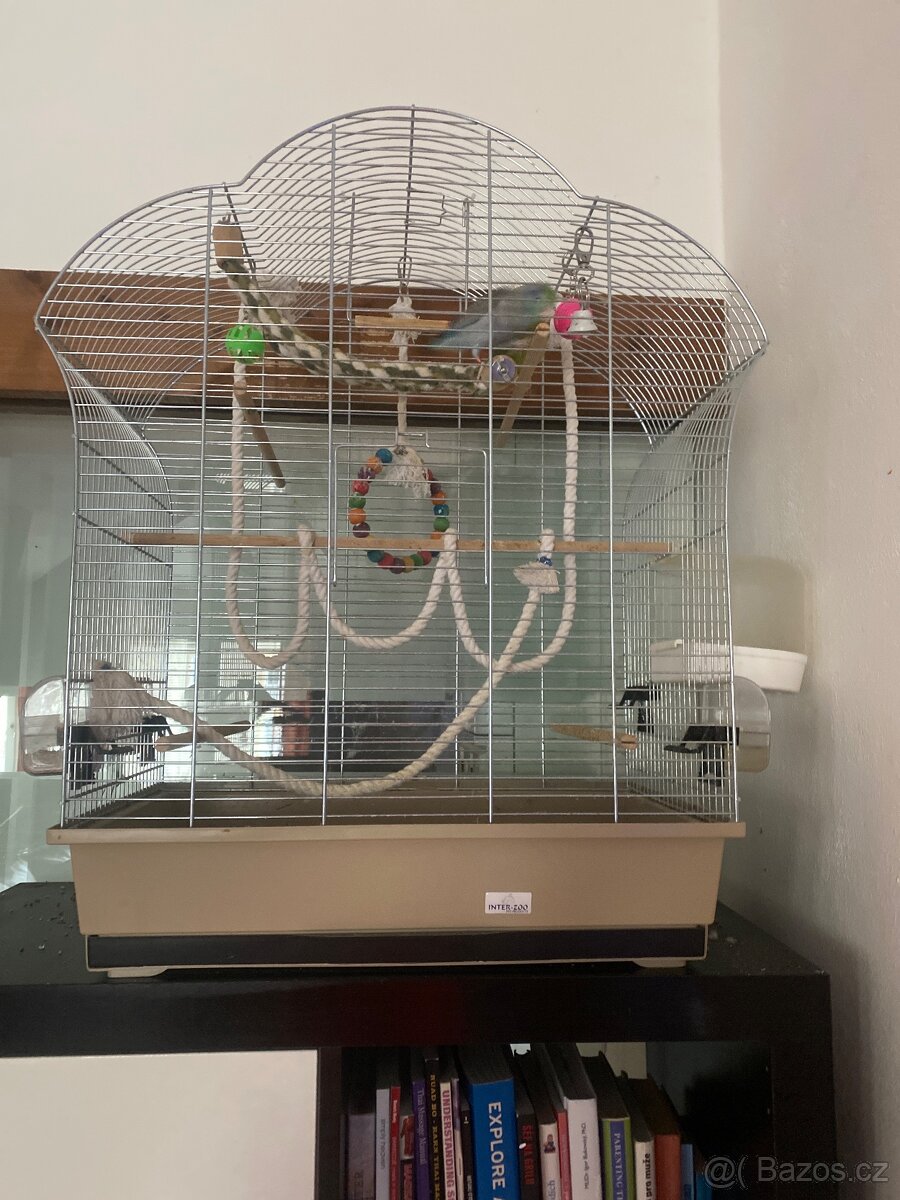 Papousicek sedokridly - 3