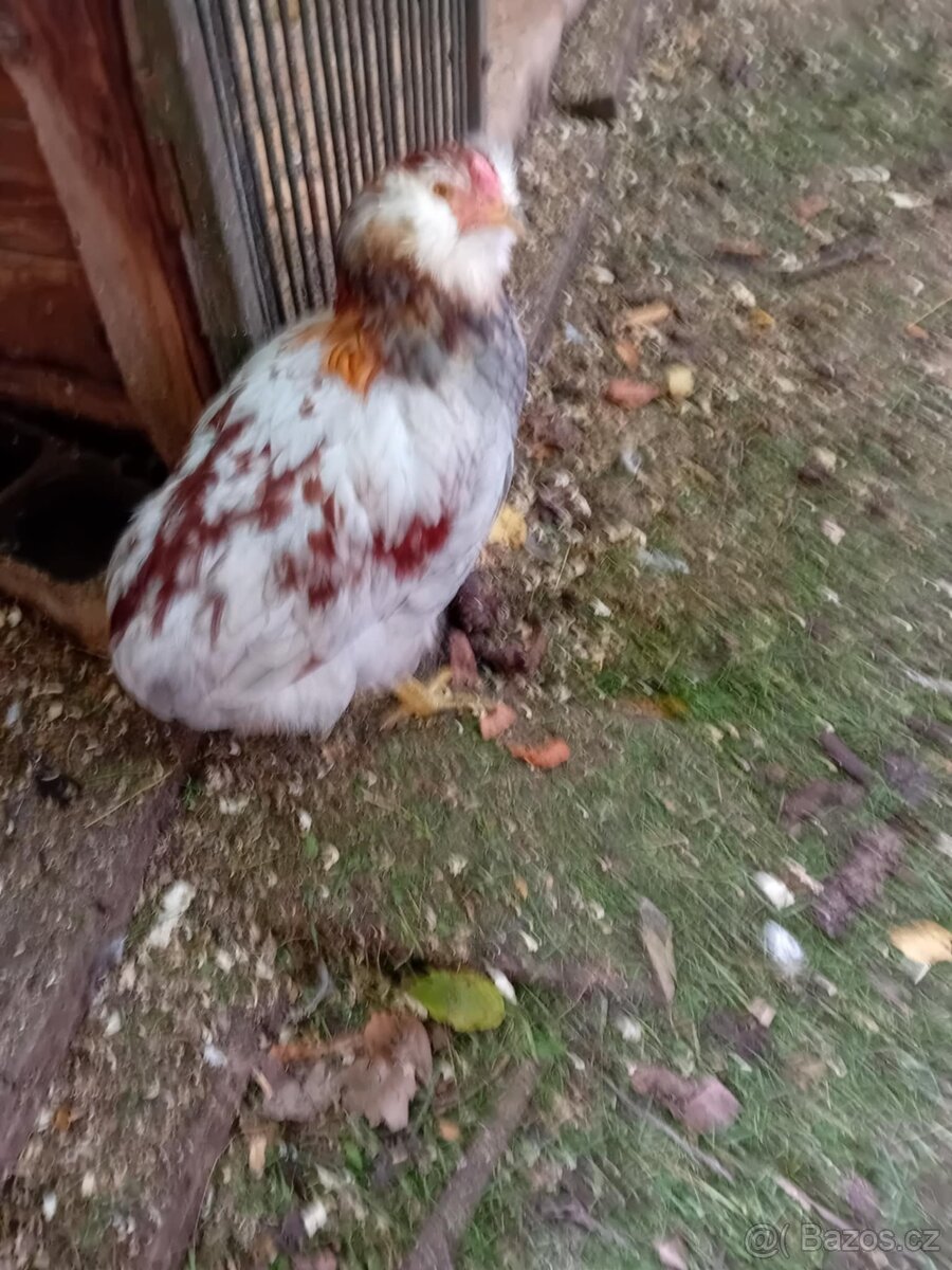 Prodám slepičky hybridy - 3