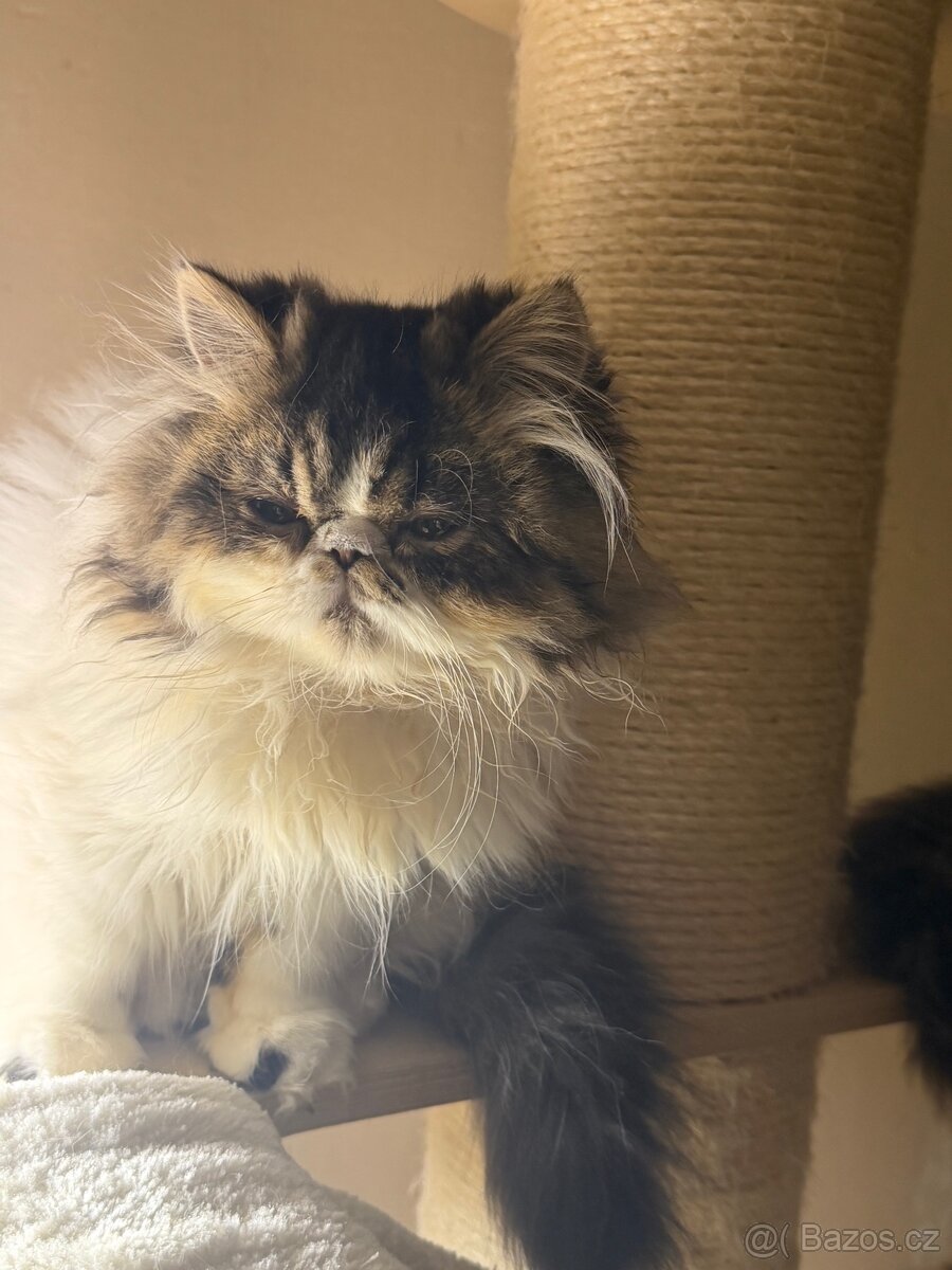 Perská koťátka - 3