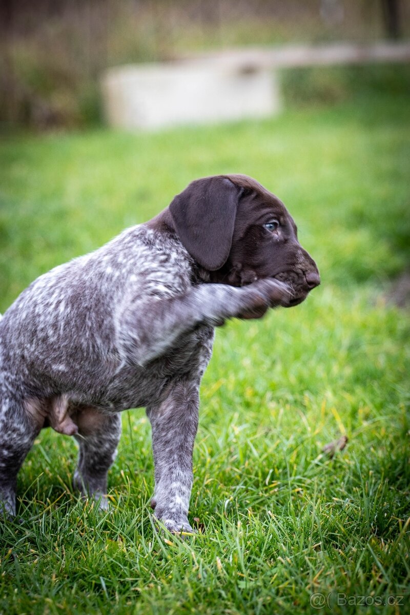 Německý krátkosrstý ohař - 3