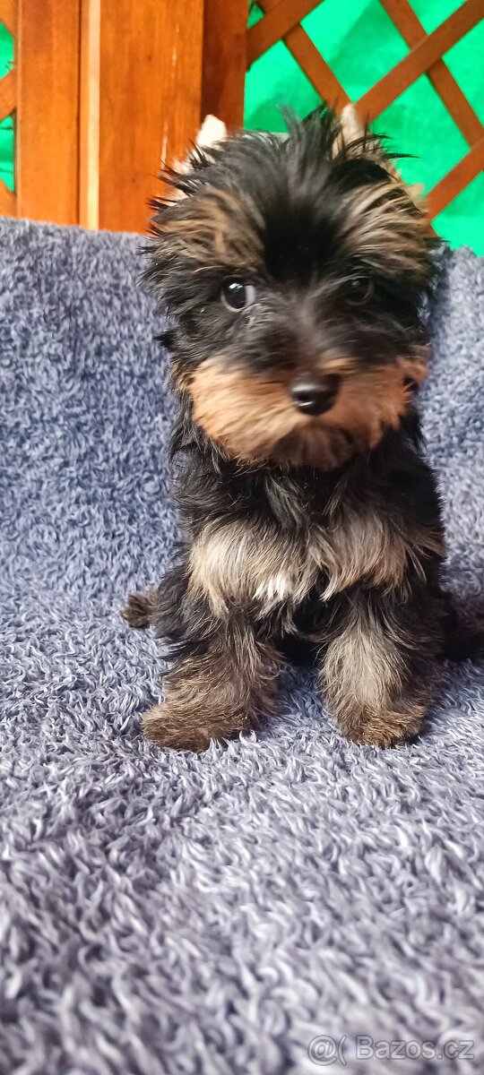 Jorkširský teriér s pp Choco - 3