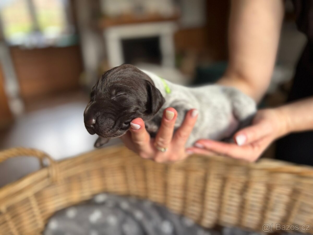 Německý ohař krátkosrstý s PP - 3