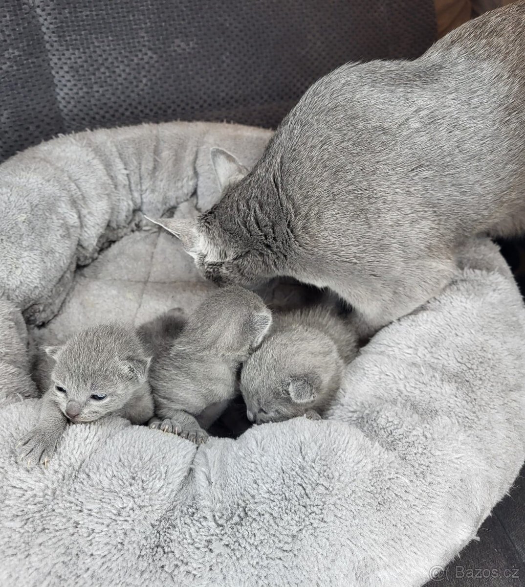 Ruska modra kotatka s pp - 3