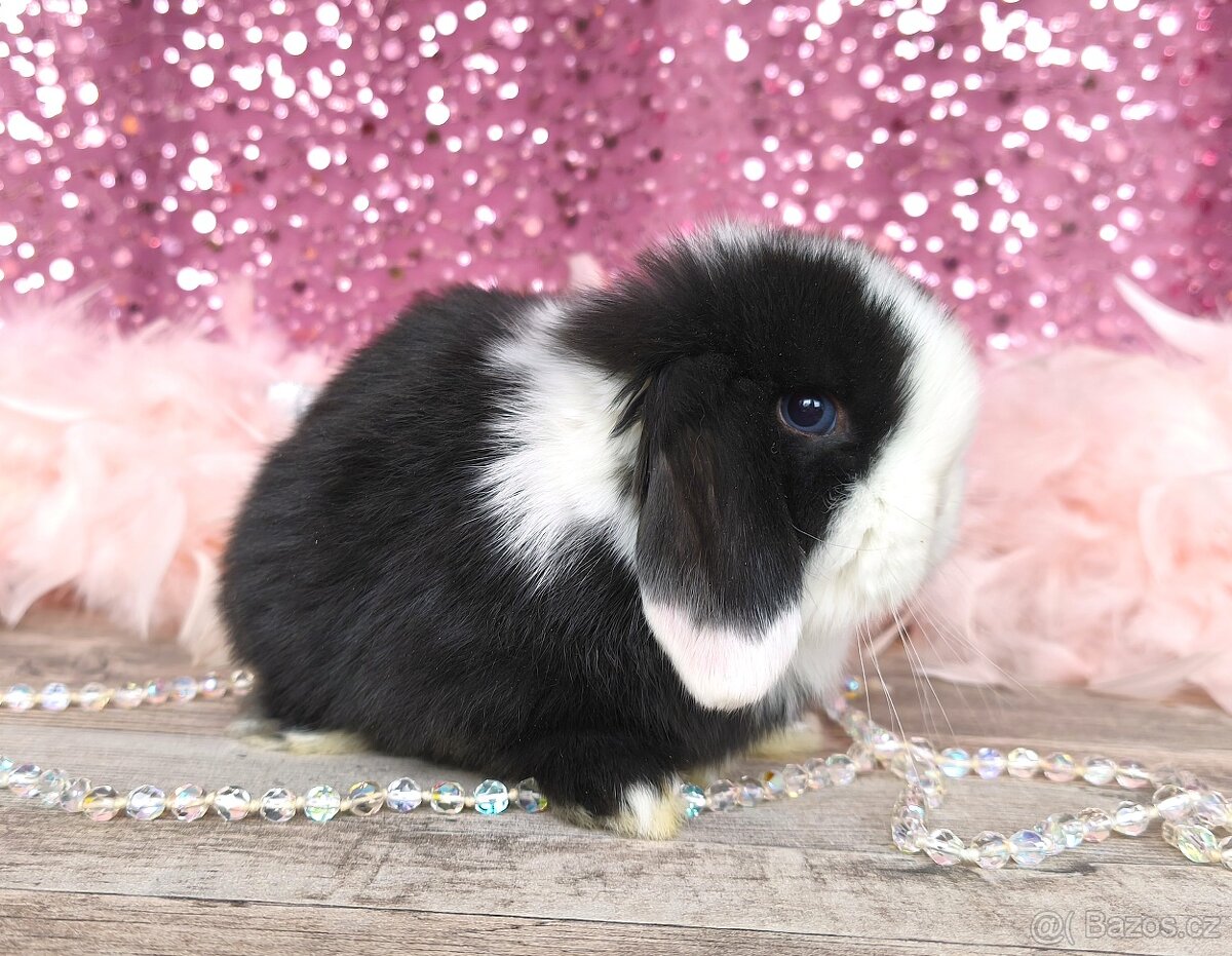 Krásní, vymazlení minilop králičci - 3