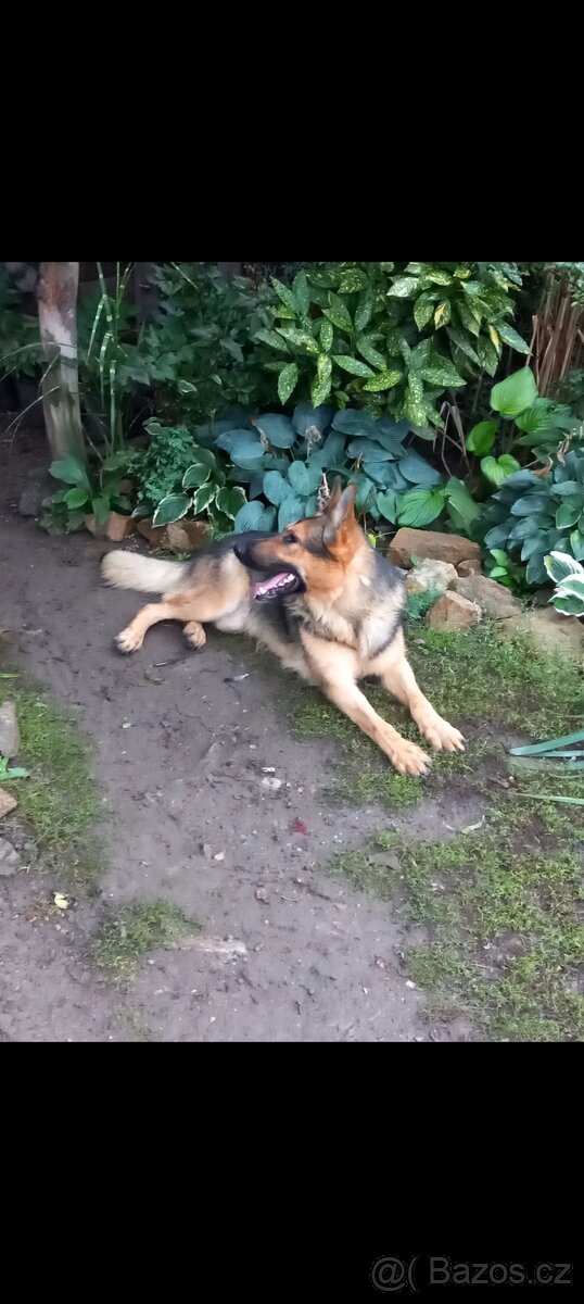 Německý ovčák - 3