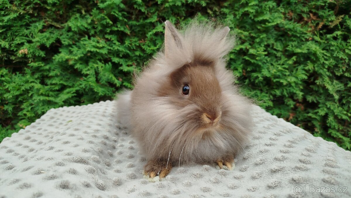 Zakrslý králík, králíček-(lvíček)-NATANIEL - 3