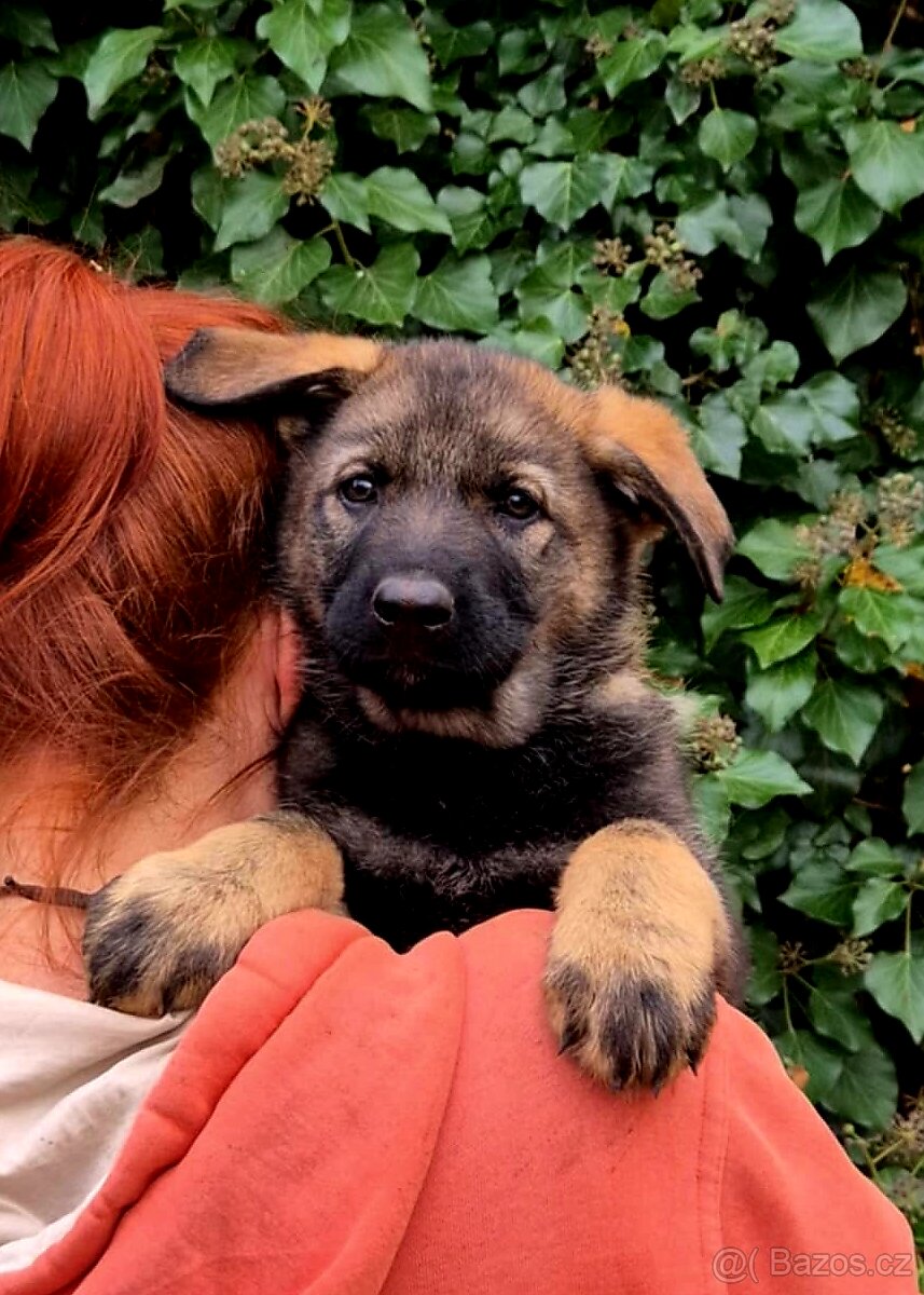 Německý ovčák štěňata s PP černá a vlkošedá - 3