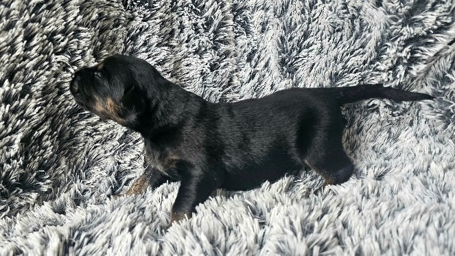 Štěňátka Hovawarta s PP - 3