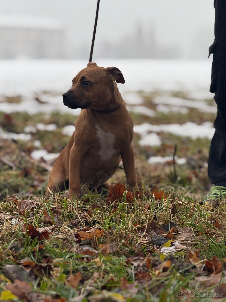 Americký stafordšírský teriér - 3