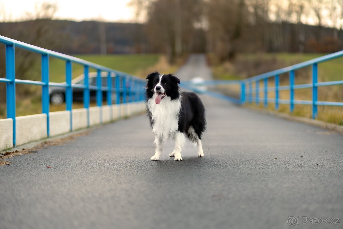 Border Kolie s PP - černobílé fenečky a jeden pejsek - 3