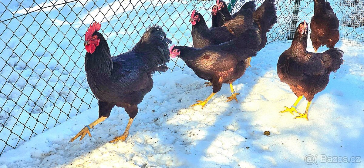 Rodajlenka, násadová vejce + kuřátka - 3