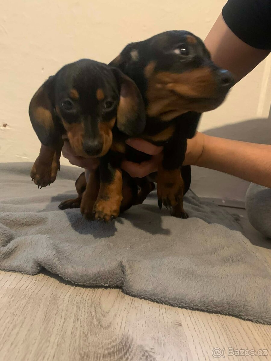 JEZEVČÍK HLADKOSRSTÝ - 3