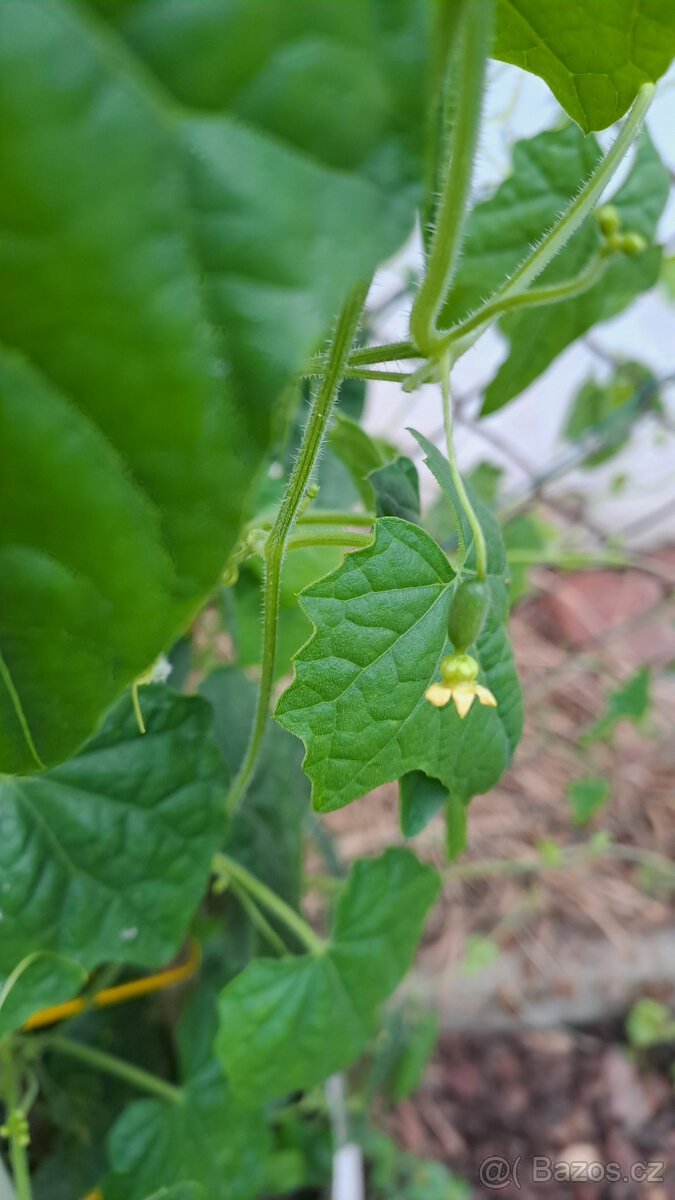 Cuca melon (mexická mini okurka) - 3