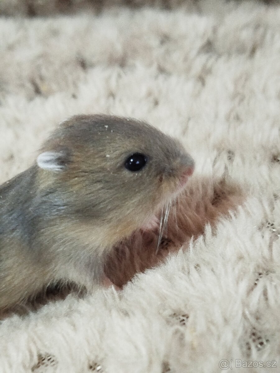 Křeček džungarský sameček - 3